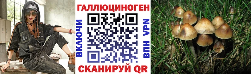 Купить  Шенкурск  Галлюциногенные грибы Psilocybine cubensis 
